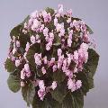 Begonia dublet pink