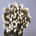 Begonia dublet white