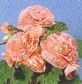 Begonia Nostop pink