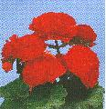 Begonia Nostop red