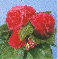Begonia Nostop rose