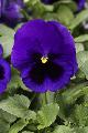 Viola Colossus Deep Blue whit Blotch