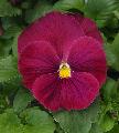 Viola Colossus Pure Rose