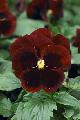 Viola Colossus Red whit Blotch