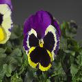 Viola Colossus Tricolor Improved