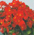 Begonia Semperflores olimpia red
