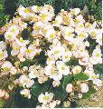 Begonia Semperflores olimpia white