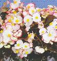 Begonia vision bicolor