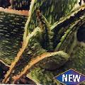 Aloe Hybrid Vito