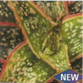 Aloe Hybrid Rocco