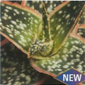 Aloe Hybrid Donnie