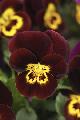 Viola Rocky Red Yellow central