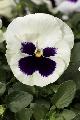 Viola Colossus Bianco con occhio