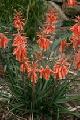 Aloe hybrid Grassy Lassie™