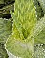 Aloe hybrid Silver Ridge™