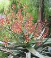 Aloe hybrid Fire Ranch™