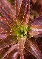 Aloe dorothea Sunset™