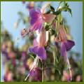 Fuchsia P.W. violette